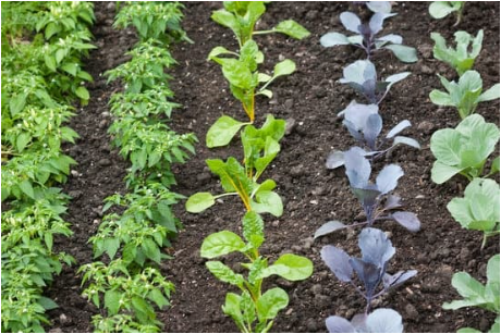 verduras e seus benefícios