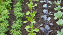 Conheça 10 verduras e seus benefícios